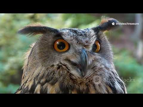 10 Animals with Mesmerizing Eyes!