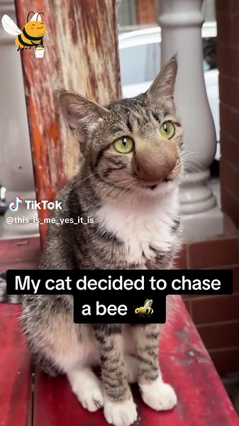 Cat Chasing Bee - Hilarious Animal Encounter