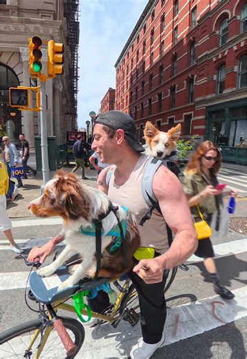 Funny Dogs Howling Compilation