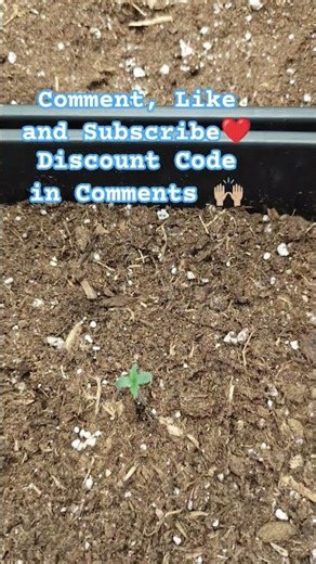 Lets Go 💚 Rainbow Melon Fastbuds 🌈🍉 Humidifier on Full Power 💥 #youtubeshorts #shorts