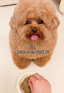 よく聞かれるむぎのごはんについて！！🧸 むぎが食べているのは【このこのごはん】✨ 0歳の時から毎日食べています🤍🤍 小型犬向けに作られていて、食べやすさや栄養バランスにこだわっているところがお気に入り🫶🏻 ほんのりかつお節の香りで、むぎの食いつきもいい感じです🐾 キレイな毛並みや目元を維持したい子にもおすすめ🌿✨ #pr #コノコトトモニ #このこのごはん #ドッグフード #わんこごはん