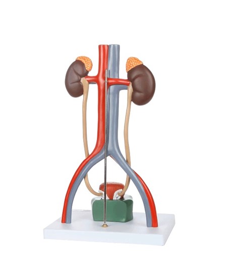 Watch Axis Scientific Anatomy Model of Male Urinary System on Amazon Live