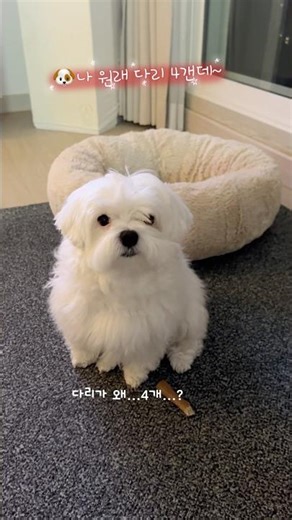 Dubu~ What's wrong with your leg? 🐶 #Dubu #Dubu'sMom #DogVideo #cutedog #shorts #shortvideo #Pupp...