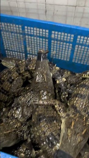 Weighing Before the End: Butcher Prepares Paralyzed Crocodiles for Slaughter 👀