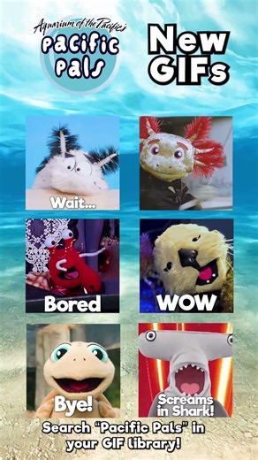 Pacific Pals New GIFS