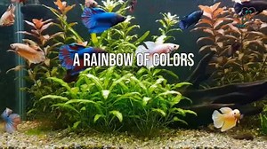 Fun Facts About Betta Fish