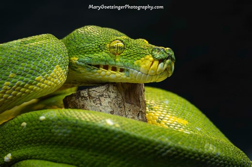 Green Tree Python at Iguanaland - Florida Reptile Wall Art Print for Snake Nature Lovers - Etsy