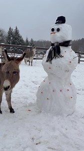 The Donkey Sanctuary of Canada on Reels