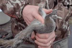 The Best Way to Skin and Butcher a Squirrel