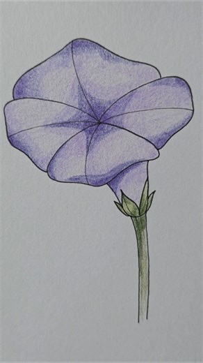 morning glory flower drawing #minidrawing #flower #howtodraw