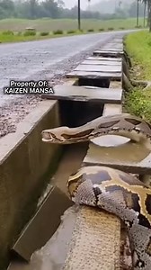 A Giant Python in the Wrong Place 😳 #snake #sora #newyear #christmas #story #holidayseason | Kornelis Mansa