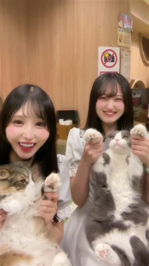 肉球ピンクコンビを楽しむ猫カフェの魅力