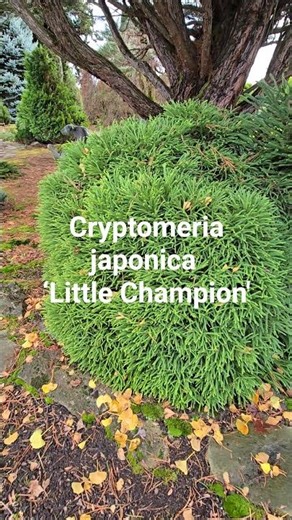 Cryptomeria japonica ‘Little Champion' #gardening #conifers #design #landscaping #gardendesign
