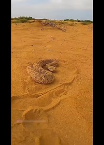 viper snake vs bird . . . #facts #facts #funfacts #amazingfacts #reels #reelsinstagram #viralreels #trendingreels #snake #bird | Area Of Science