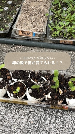杏 / 週１作業の家庭菜園で30種類の野菜作り🍠 on Instagram: "＠an_kateisaien🥚の殻を育苗ポットに！ 種を蒔いて苗を育てるときの容器と色々な物が代用できるけど、 実は卵の殻も育苗ポット代わりになるって知ってた？ 結構丈夫だから、卵の殻に土を入れて種を蒔けば、ちゃんと苗が育つんだ。 おまけに卵の殻は肥料にもなる。 だから、苗が育った後も、砕いて土に混ぜたり、散布して使うこともできる。 これぞ一石二鳥！ 卵の殻、捨てずにやってみて。 【用意する物】 ・卵の殻 ・キリorハサミ（卵の殻の底に穴を開ける用） ・野菜の種 ・土（培養土） ・水 ・卵のパック（トレー代わりになれば何でもOK） 【やり方】 １．卵の殻は半分に割る（バラバラにならないよう気を付けて） ２．卵の内側から卵の底にキリなどで穴を開け、卵のパックに置いていく ３．土を入れて、種を蒔く ４．水をあげて発芽するのを待つ ５．発芽して大きくなってきたら、畑やプランターへ植え替える ６．使い終わった卵の殻は肥料になるので、砕いて、撒くか土に混ぜる 《プロフィール》 杏 ・家庭菜園歴６年、毎年30種類の
