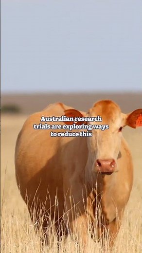 Where does cattle methane come from? The research exploring solutions