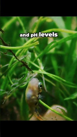 How to Care for Pea Puffers!