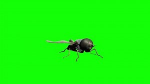 Fly Flying On Green Screen Stock Footage Video (100% Royalty-free) 1066929850 | Shutterstock
