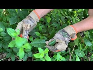How to remove Buckthorn