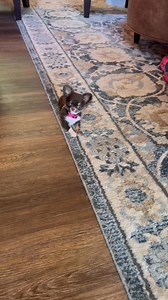 So so sweet! Miss Mimi | PAWSitive Cheeky Chihuahua