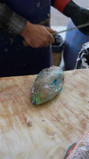 Small Parrotfish Cutting Skills – Amazing Fish Market Knife Work