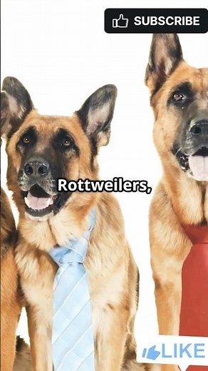 Top 5 Alpha Dog Breeds: The Ultimate Pack Leaders!