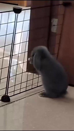 Conejos graciosos!! 😆🤣😆 #funny | Funny Videos