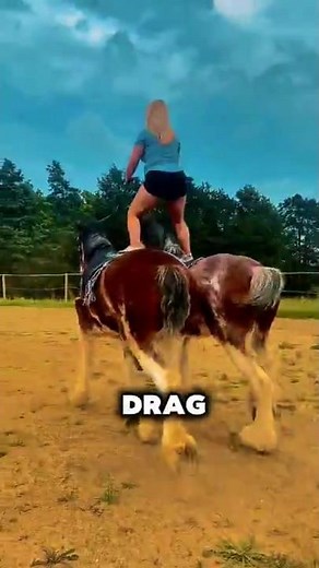 3 Of The Strongest Horse Breeds Ever! #horse #equestrianjourney #equestrian