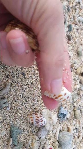 Pick Up Shells With Robin -Ez26