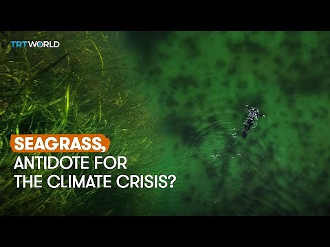 Seagrass: antidote for the climate crisis?