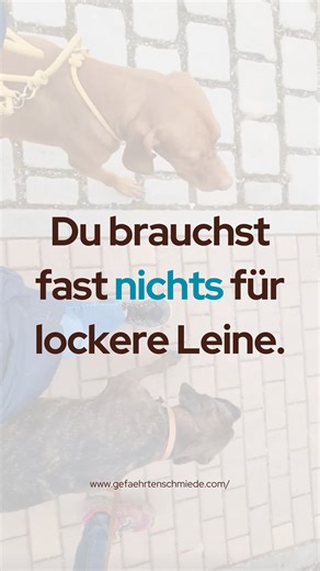 Anna Kunert | Gefährtenschmiede on Instagram: "Spoiler vorweg: Du brauchst keine Zauberleine. Keine Leberwurst. Keine Wasserflasche und keinen Leinenruck. Und auch keinen Hund, der endlich mal „gehorcht“. Alles, was du wirklich brauchst, siehst du hier im Video. Fast zumindest. 😉 Denn das Entscheidende passt in keinen Trainingsplan und in keine Bauchtasche. Dein Hund geht locker an der Leine, wenn er freiwillig bei dir sein will. ❌ Nicht, weil er muss. ❌ Nicht, weil vorne Druck ist. ❌ Nicht, we