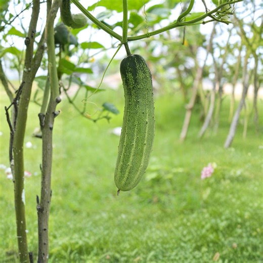 Marketmore 76 Cucumber Seeds – Heirloom Variety – Crisp, Sweet Flavor – High Yield – Easy to Grow for Garden & Containers - Etsy