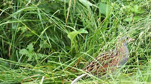 Corncrake calling (Crex crex) Europe, Asia, China, Africa. | BIRDS & Nature