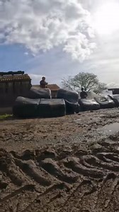 Willow tackling her biggest rat arguably to date! Silage bales are ideal places for the rats to hold up, provide shelter & warmth with plenty of space that allows them to move around where predators can't. This large rat was sat very tightly until the last couple of bales, with a last minute dash towards safety…… BOOM!!! Willow with a cracking catch soon apprehended it! | Yorkshire Rat Pack