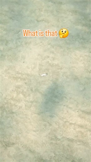 Ian Haggerty | Poor cowfish 🥺🥺🥺 #seacreatures #reeflife #gopro #underwater #marinelife 🇬🇷🇩🇰🇳🇴🇦🇺🇺🇸 | Instagram