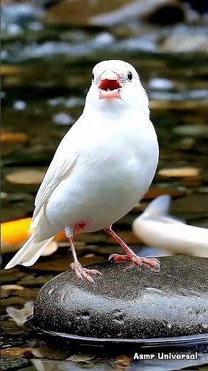 White Canary Singing Non-Stop by a Crystal Clear River | Relaxing Nature Sounds #shorts