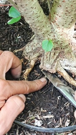 9.5K views · 81 reactions | Hibiscus bonsai root program #bonsaiwork #bonsaitree #bonsai | Saifa Bonsai | Facebook