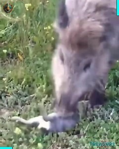 310K views · 2.4K reactions | Dog Attack | Best Shoot | Facebook