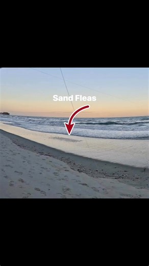 Sand fleas make for a cheap natural bait, match the hatch!! When you see this pattern in the Surf, scoop up a handful of natural bait!! You’ll be amazed what you catch…. Don’t forget to tip with Fishbites!!! | John Shytle