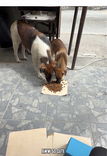 The Importance of Adopting Rescue Dogs