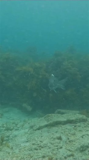 What happened to this big old snapper? #fishing #ocean #snapper #bigboy #snorkeling | Captain Quinn - Fisherman Outdoorsman Comedian