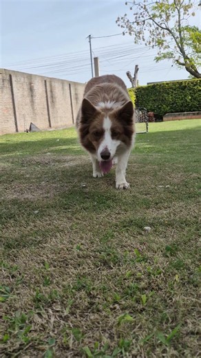 Raika understands everything 🤎 #viralshorts #pets #dog