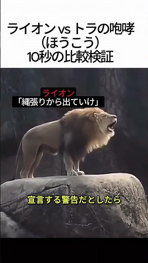 ライオンvsトラ！咆哮の凄さを10秒で比較検証してみた結果… #shorts