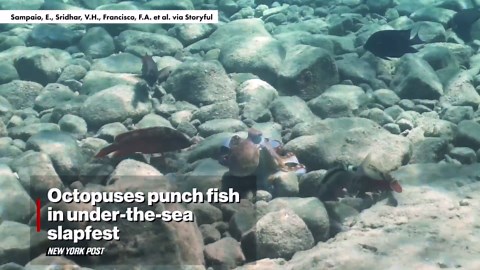 Octopuses punch fish in under-the-sea slapfest