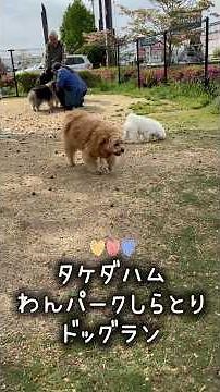 マルプー＆ポメチワ＆ポメラニアン&マルビション【ちくポンポン＋】4月🐾道の駅“しらとりの郷” タケダハムわんパークしらとりドッグラン🐾