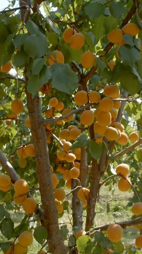 Tailler le groseillier en novembre pour une récolte généreuse | Astuces pour un Éco-Jardin