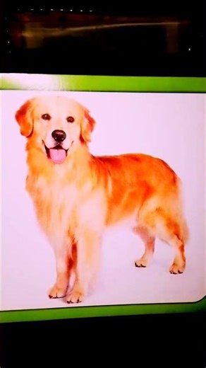 🐶 الكلب صديق الإنسان الوفي | معلومات بسيطة وممتعة للأطفال عن الكلب♥️♥️✨🐕🐕