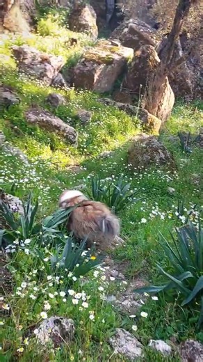 Running Free in the Mountains 🐶⛰️ Jessy the Sheltie #jessy #dog #sheltie #puppy #nature #walking