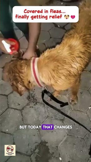 Severe Flea Infestation on Neglected Dog 😢 | Anti-Flea Spray Treatment & Rescue