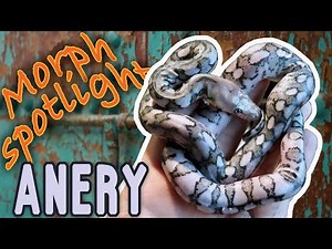 Super Dwarf Morphs [Anery!!]